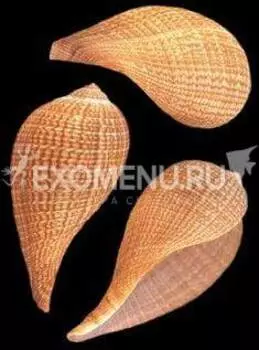 Фикус Грацилис малый