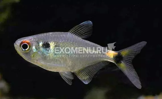 Фонарик (Hemibrycon ocellifer)