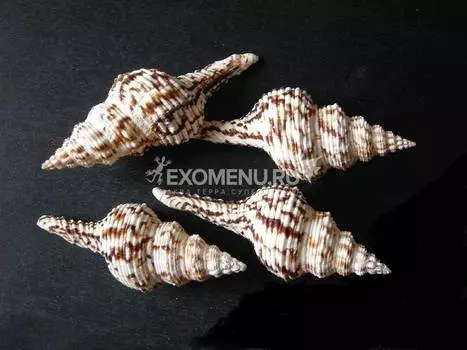 Фусинус Никобарикус №6