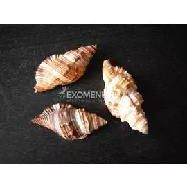 Фусус Комунис ср.