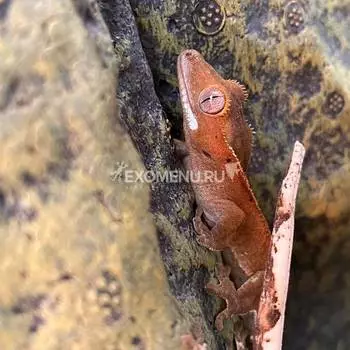 Геккон новокаледонский реснитчатый "Red", S