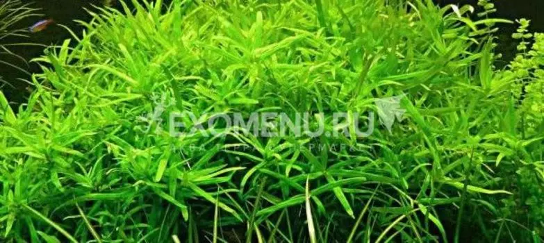 Гетерантера остролистная (Heterantcera zosterifolia) меристемное