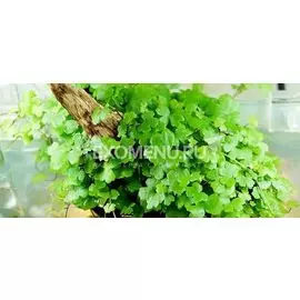 Гидрокатила трипартита (Hydrocotyle tripartita) меристемное