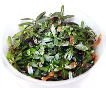 Гигрофила арагвайя (Hygrophila sp. "Araguaia") меристемное