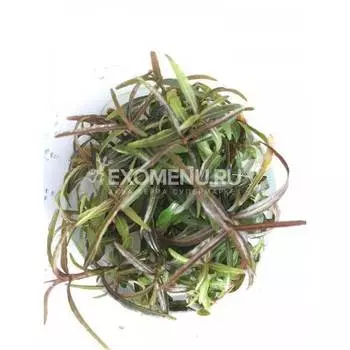 Гигрофила Арагвайя (Hygrophila sp. "Araguaia") меристемное