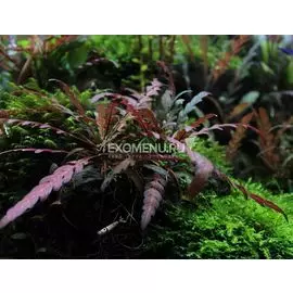 Гигрофила Пиннатифида (Hygrophila pinnatifida) меристемное
