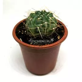 Гимнокалициум эуриплеурум (Gymnocalycium eurypleurum) 8'