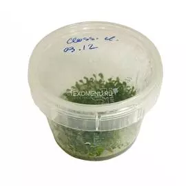 Глоссостигма повойничковая (Glossostigma elatinoides) меристемное