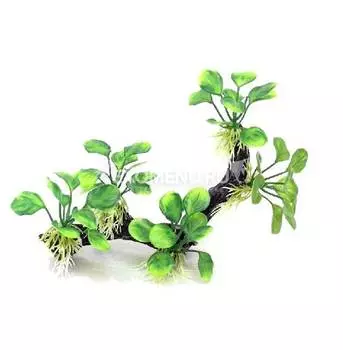 Грот "Коряга с анубиасами", 20*9.5*18 см