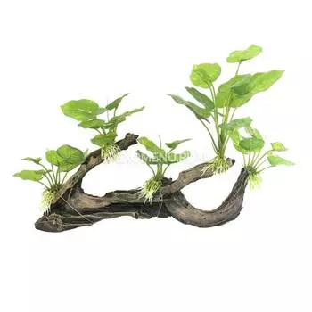 Грот "Коряга с анубиасами", 36*10*26 см