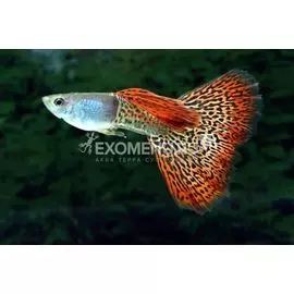 Гуппи Ассорти (самцы) (Poecillia reticulata) 3-3,5см.