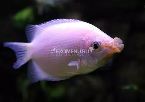 Гурами целующийся (Helostoma temmincki) 4-5см.