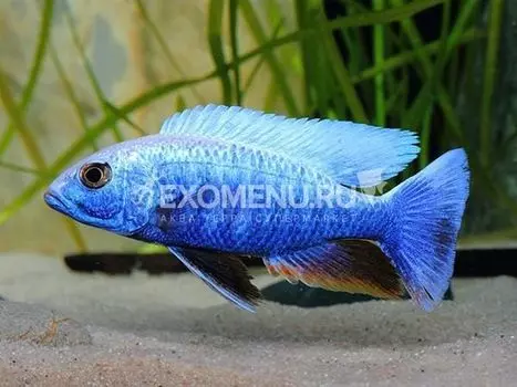 Хаплохромис Электрик Блю (Haplochromis Electric Blue)