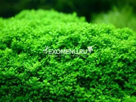 Хемиантус Куба (Hemianthus callitrichoides "Сuba") меристемное