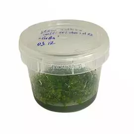 Хемиантус Куба (Hemianthus callitrichoides "Сuba") меристемное