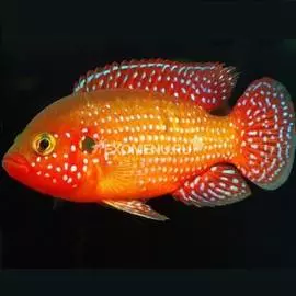 Хромис красавец 5-6 см (Hemichromis bimaculatus)