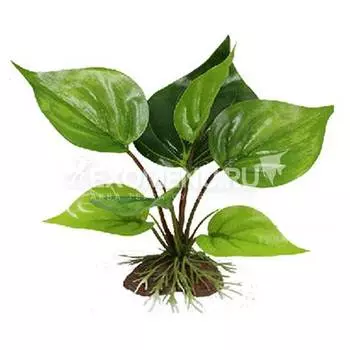 Искусственное растение "Анубиас" 15 см