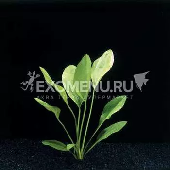 Эхинодорус Грандифолиус (в горшке)
