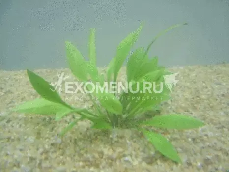 Эхинодорус Магдалансис (в горшке)