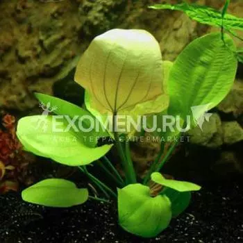 Эхинодорус Сердцелистный (в горшке)