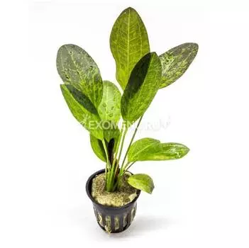 Эхинодорус Шлютера (с грузом)