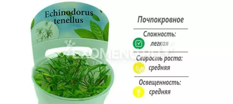 Эхинодорус тенелус (Echinodorus tenellus) меристемное