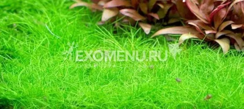 Элеохарис мини (Eleocharis sp.mini) меристемное