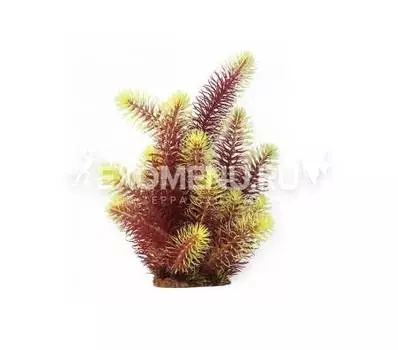 Кабомба красно-салатовая 30 см, в картонной коробке