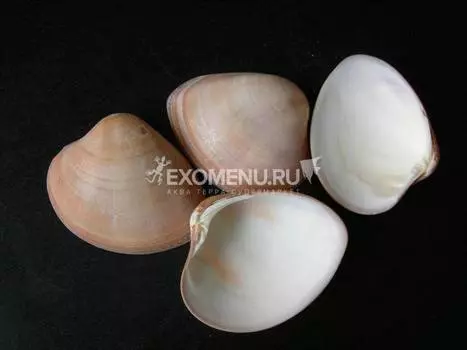 Кодакия браун