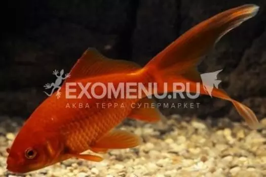 Комета красная S