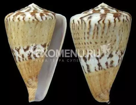 Конус Капетаниус