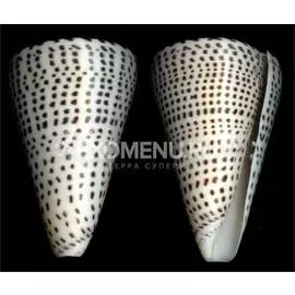 Конус Леопардус 2"