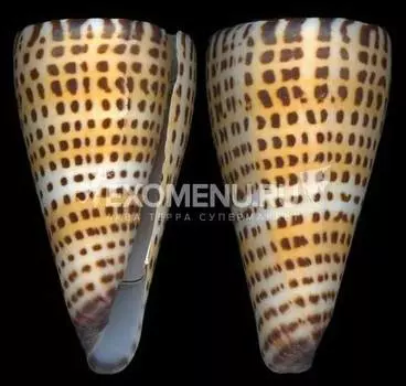 Конус Литератус 4-5 полированная