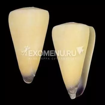 Конус Вирго большой