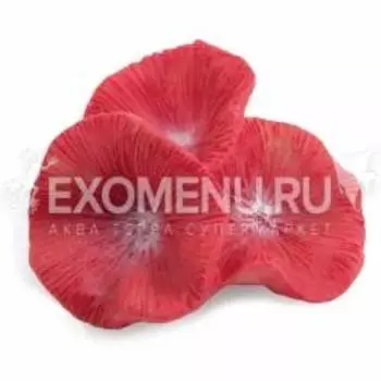 Коралл искусственный LD2916 "Бластомусса мини", 56*52*31мм, Laguna