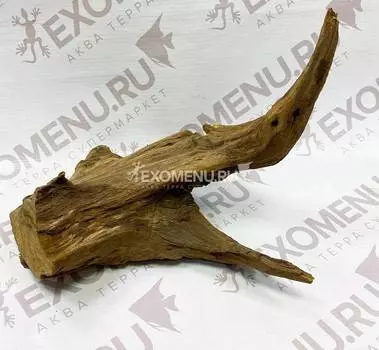 Корень каштановый XS, 25-40 см