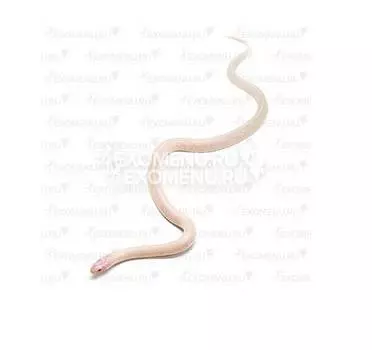 Королевская змея, Californiae Albino Stripe