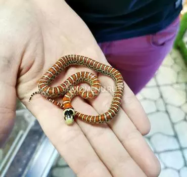 Королевская змея горная кноблоха (Lampropeltis pyromelana knoblochi) S