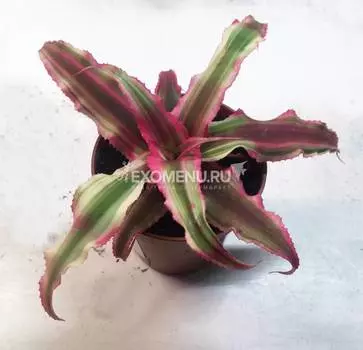 Криптантус (Cryptanthus) 5,5'