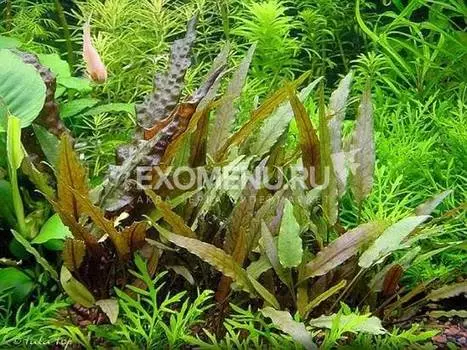 Криптокорина Петча (в горшке)