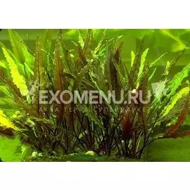Криптокорина вендта Браун, с грузом (пучок, 1 куст)