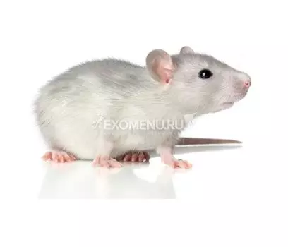 Крыса бегунок