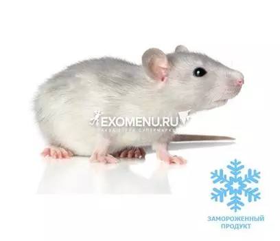 Крыса бегунок (3 шт. в пакете вакуумном)