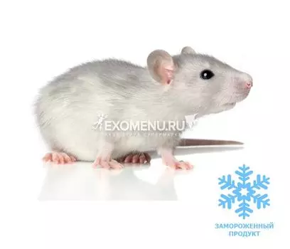 Крыса бегунок (5 шт. в пакете вакуумном)
