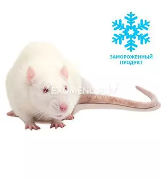 Крыса взрослая (2 шт. в пакете вакуумном)