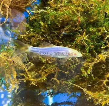 Лабео (френатус) GLO