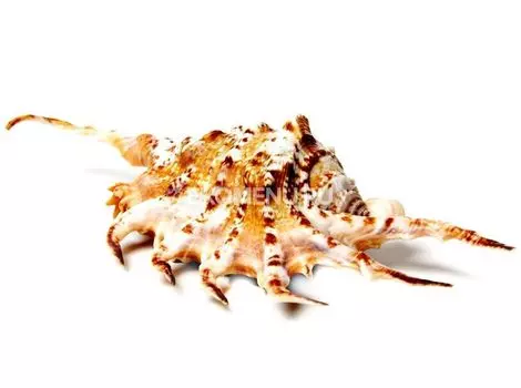 Ламбис Скорпио