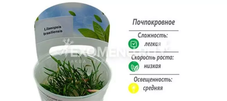 Лилеопсис бразильский (Lilaeopsis brasiliensis) меристемное