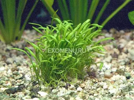 Лилеопсис бразильский (Lilaeopsis brasiliensis), с грузом