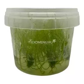 Липтодиктиум рипариум Стринги (меристемное)